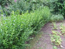 • Hedge plants-woodland plants