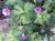 Geranium ‘Sweet Heidy’® 12 st. Geranium hybr. ‘Sweet Heidy’® - Topbloeier! | Ooievaarsbek PROMO 12 st.