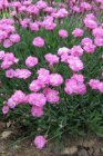 Dianthus gratianopolitanus ‘Pink Jewel’ Dianthus gratianop. ‘Pink Jewel’ 15 P9
