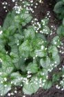 Brunnera macrophylla ‘Mr Morse’® Brunnera macr. ‘Mr Morse’® | Myosotis de Caucase 50 P9