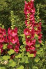 Alcea rosea ‘Rubra’ Alcea rosea ‘Rubra’ | Rose trémière 200 P9