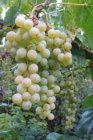 Vitis vinifera 'Himrod Seedless' | Witte pitloze druif  30/40 P13