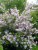 Deutzia hybrida 'Mont Rose' 40/60 C Deutzia (hyb) x ‘Mont Rose’ - roze - Bruidsbloem  40-60  C