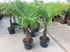 Trachycarpus fortunei 100-110 C15 Trachycarpus fortunei (= Chamaerops excelsa)  | Palmboom 100-110 C15