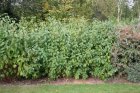 Cornus sericea ‘Flaviramea’ |GESCHIKT HOGE HAAG| Canadese kornoelje 60-80  C