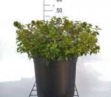 Abelia grandiflora 'Kaleidoscope'® 50/60 C7 Abelia grandiflora KALEIDOSCOPE® -Scorpion senna  50-60 C10