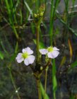 Alisma lanceolatum Alisma lanceolatum  | Slanke  waterweegbree  20-25  P9