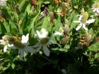 Anemopsis californica P18 Anemopsis californica | Moeras Houttuynia  20-25  P18
