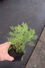 Artemisia abrotanum Artemisia abrotanum | Citroenkruid 100 P9