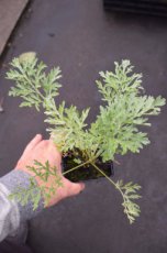 Artemisia absinthium Artemisia absinthium | Absint- Alsem 80 P9