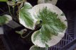Brunnera macrophylla ‘Variegata’ Brunnera macr. ‘Variegata’ 40 P9