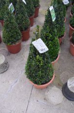 Buxus sempervirens (pyramide) Buxus sempervirens (pyramide) - 50-60  C  Palm