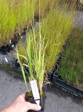 Calamagrostis acutifl ‘Karl Foerster’ 12 st. P Calamagrostis acutiflora ‘Karl Foerster’ - 12 stuks | Struisriet 125 P9
