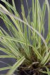 Calamagrostis acutiflora ‘Overdam’ 125 C3 Calamagrostis acutiflora ‘Overdam’ | Struisriet 125 C3