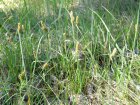 Carex panicea P9 Carex panicea | Blauwe zegge 70  P9