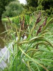 Carex riparia  P9 Carex riparia | Zegge 120 P9 (WINTERGROEN)