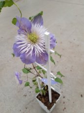 Clematis 'Crystal Fountain' 50/60 C2 Clematis 'Crystal Fountain' | Bosrank 50-60 C2