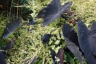 Colocasia ' Rubra Black Magic ' Colocasia ' Rubra Black Magic ' | Zwarte taro  20-25   C1.5