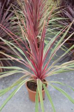 Cordyline australis 'Can Can' 30/35 C3 Cordyline australis™Can Can | Koolpalm 30-35 C3