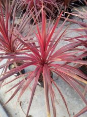 Cordyline australis 'Pink Star' Cordyline australis 'Pink Star' | Koolpalm 40-50 C7
