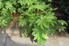Fatsia japonica 40-60 C Fatsia japonica - Vingerplant 40-60 C3