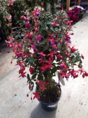 Fuchsia mag.'Mrs.Popple' - stam 30+ C Fuchsia magellanica 'Mrs.Popple' - Stam 25+ | Bellenplant 35-40 C