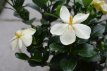 Gardenia jasminoides 'Kleim's Hardy' 15/20 C1 Gardenia jasminoides 'Kleim's Hardy' | Kaapse Jasmijn 15-20 C1