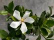 Gardenia 'Pinwheel' 15/20 C1 Gardenia jasminoides 'Pinwheel' | Kaapse Jasmijn 15-20 C1