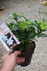 Gardenia 'Pinwheel' 15/20 C1 Gardenia jasminoides 'Pinwheel' | Kaapse Jasmijn 15-20 C1