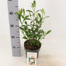 Gardenia jasminoides 'Sweetheart' | Kaapse Jasmijn 20-25 C2