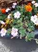 Geranium hybr. 'Dreamland'® Geranium hybr. 'Dreamland'® - Topbloeier!  | Ooievaarsbek 40 P9