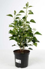 Hedera helix ‘Arborescens’ - Klimop 30-40 C3