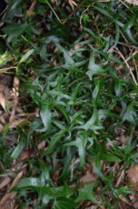Hedera helix 'Sagittifolia' 5/10 P9 Hedera helix ‘Sagittifolia’ | Klimop 5-10  P9