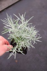 Helichrysum italicum Helichrysum italicum | Currykruid 50 P9