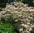 Kalmia latifolia 25/30 C Kalmia latifolia-Berglaurier/lepelboom 25-30 C