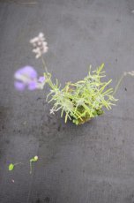 Lavandula angustifolia P9 Lavandula angustifolia (= officinalis) | Keukenlavendel 50 P9