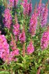 Lythrum salicaria ‘Robert’ Lythrum sal. ‘Robert’ | Salicaire 70 P9