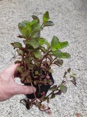 Mentha rotundifolia 'Eau de Cologne' | Wollige munt 50 P9