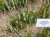 Persicaria amplexicaulis ‘Alba’ Persicaria ampl. ‘Alba’ | Renouée 100 P9