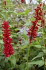Persicaria amplexicaulis ‘Red Baron’ | Adderwortel 80 P9