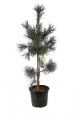 Pinus flexilis 'Vanderwolf's Pyramid' | Witte pijnboom 60-80 C13