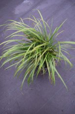 Stipa calamagrostis | Vedergras 80  P9
