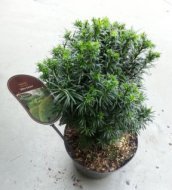 Taxus baccata 'Wilko Green' 20/25 C