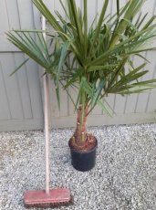 Trachycarpus fortunei - SUPERPROMO | Palmboom 80-100 C10