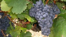Vitis vinifera 'Dornfelder' | Blauwe druif 60-80 C3