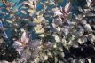 Weigela flor.'Foliis Purpureis' 50/60 C8 Weigela florida ‘Foliis Purpureis’ (=purpurea)- roze 50-60 C8
