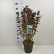 Weigela flor.'Foliis Purpureis' 50/60 C8 Weigela florida ‘Foliis Purpureis’ (=purpurea)- roze 50-60 C8