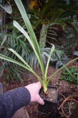 Yucca faxoniana - PROMO | Spaanse zwaard 30-40 C2