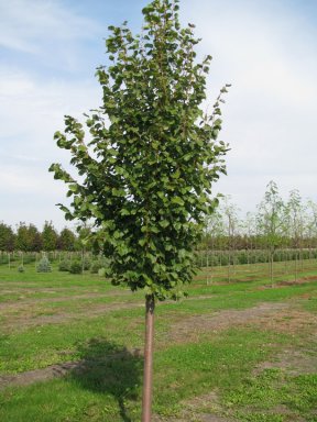 greenspire tilia cordata winterlinde palmhunters