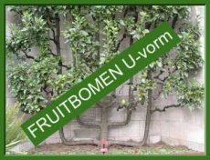 • Espalier fruit trees & Double fruit